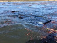 Ferizli’de sandal alabora oldu: 1 kişi kayıp