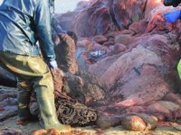 Karaya vuran balinanın midesinden 100 kilogram çöp çıktı