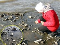 Van Gölü sahilinde insan kemikleri bulundu