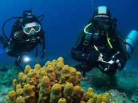 WWF: Akdeniz ülkeleri denizlerini yeterince koruyamıyor