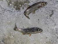 Koruma tedbirleri sayesinde inci kefalinin boyu uzadı, ağırlığı arttı