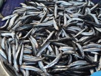 İsmail Oğuz: Hamsinin geleceği tehlikede