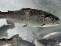 Elazığ'ın somon ve alabalığı Avrupa ve Uzak Doğu ülkelerine ihraç ediliyor