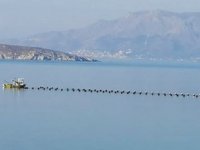 Paşalimanı Adası'ndaki midye çiftliği ruhsatı iptal edildi