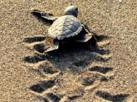 537 bin yavru deniz kaplumbağası denizle buluştu