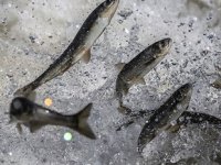 İnci kefali, Van bölgesinin markası haline geldi