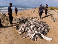 Başları kesilmiş onlarca yavru köpek balığı bulundu