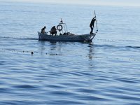 Karadenizli balıkçılar, ‘difana’ yöntemi ile kefal avladılar