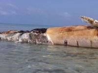 Kızıldeniz’de deniz mayını dev balinayı telef etti