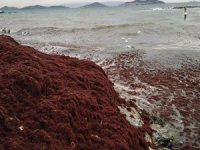 İstanbul'da Caddebostan Sahili kızıla büründü