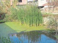 Aydın’daki Kireçci Deresi çevreye mikrop saçıyor
