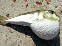 Balon balıklarından sağlık sektörü için ham madde üretildi