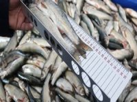 İnci kefalinin boyu 7 santimetre uzadı