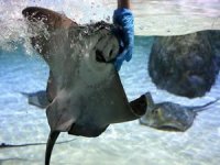 'Bozkır kenti'nin dalgıçları balıkları elleriyle besliyor