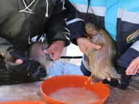 Buz gibi havada alabalık sağımı yapıyorlar