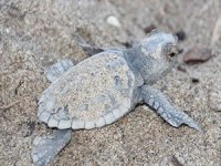 Carettalar protokol ile koruma altına alındı