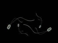 Oksijensiz yaşayan bir balık paraziti keşfedildi