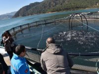 Muğla’nın alabalık üretimi 21 bin tona çıktı