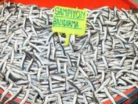 Hamsi 35 lira ile rekor kırdı