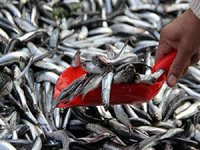 Sıcak havalar balık fiyatlarını düşürdü