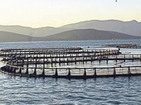 Yük gemisi balık çiftliğine daldı