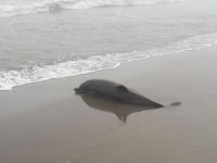 Samsun’da ölü yunus sahile vurdu