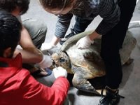 Deniz kaplumbağası hayata döndürüldü