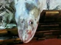 3 metrelik yılan balığı ağlara takıldı