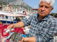 Balon balığı kuyruğu getir, 5TL'yi götür