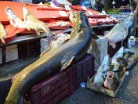 Keban Barajı'nda Turna balığı yakaladılar