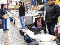 Köpek balığı ile fotoğraf çektirme yarışı