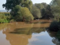 Gediz Nehri'nde balık ölümlerinin sebebi anlaşıldı