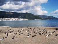 Marmarisliler yasaklara uydu, sahiller güvercin ve martılara kaldı