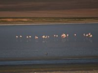 Düden Gölü’nün misafirleri flamingolar geldi