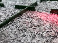 Çanakkale’de 15 ton hamsi yakalandı