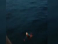 Virüs tespit edilen feribottaki yolcular denize atladı