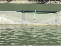 Alabalık tesisinden 300 kg balık çaldılar