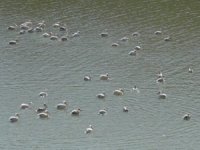 Onlarca Pelikan, Boğazköy Barajı'nı mesken tuttu