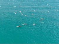 İstanbul Boğazı yunuslara kaldı