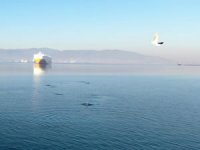 İzmit Körfezi’nde yunuslar havadan görüntülendi