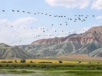 Nallıhan Kuş Cennetine göçmen kuşlar gelmeye başladı