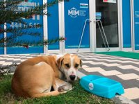 Limak Enerji, can dostlarını korona günlerinde unutmadı