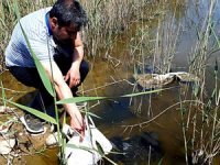 Çeşme'de "sivrisinek balığı" ile sivrisinek mücadelesi