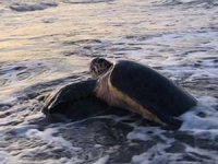 Caretta carettalar İztuzu Plajı'na gelmeye başladı