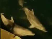 Yunus balıklarının Ortaköy sahilindeki dansı