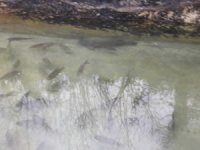 Yakaladığı balıkları havuzunda stoklayan kişiye ceza kesildi