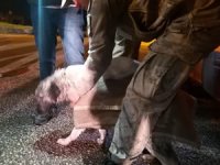 Baraj gölünde mahsur kalan köpekler kurtarıldı