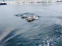 Yunuslar deniz yüzeyi temizleme aracıyla yarıştı