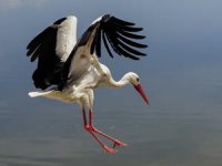 Tarihi Gölyazı sahiplerine kaldı