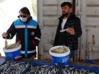 Kaçak inci kefali satıcılarına göz açtırılmadı